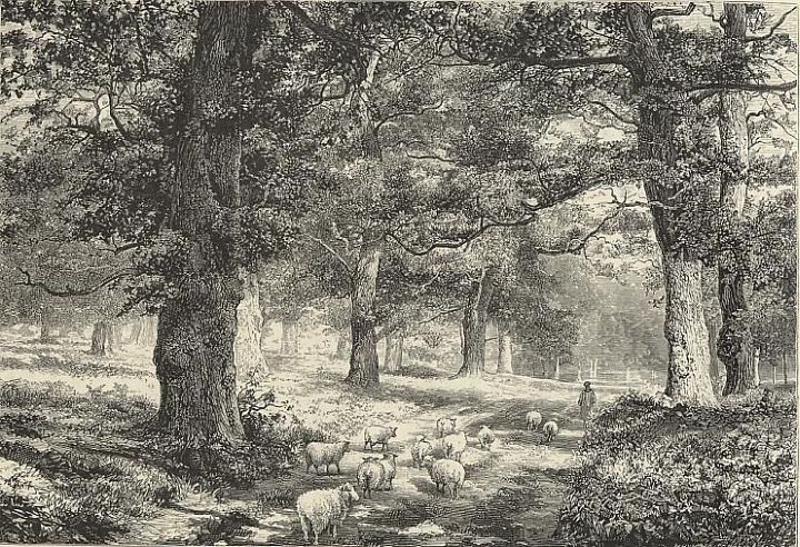 Sherwood Forest Sheep