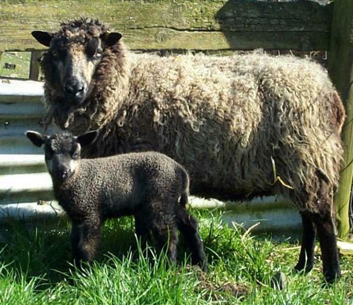 Shetland Ewe Delilah and Her Lamb