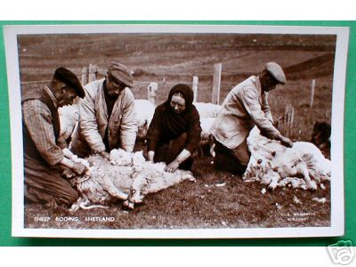Shetland Isles Sheep Rooing