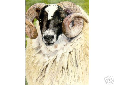 Shetland Ram