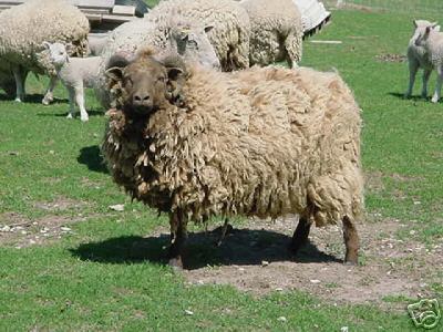 Shetland Ram1