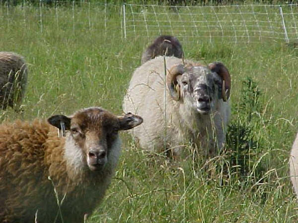 Shetland Ram with Ewes