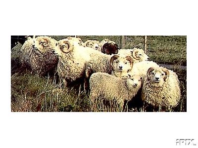 Shetland Sheep Rams