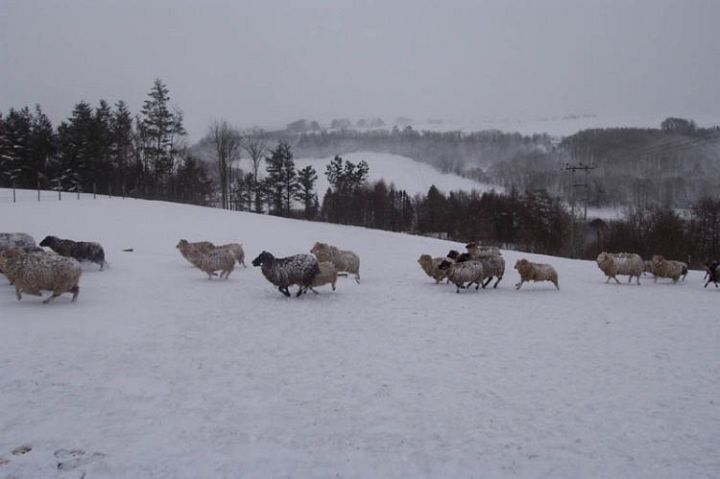 Shetland Sheep Running in Snow