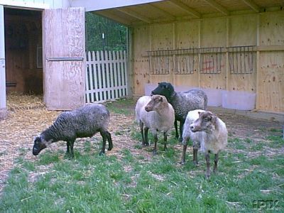 Shetland Sheeppersons