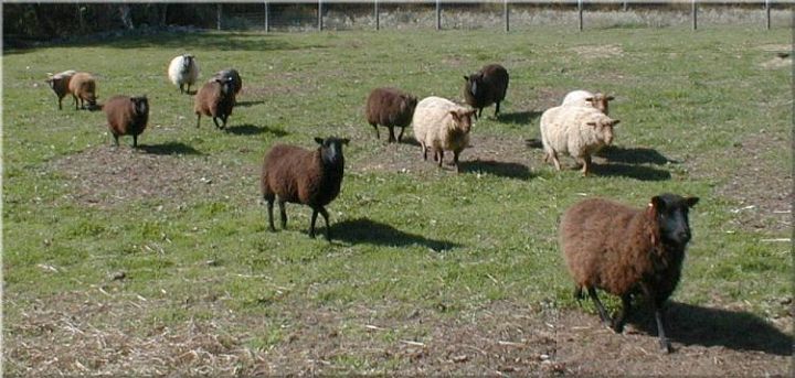 Shetland Sheep Persons B