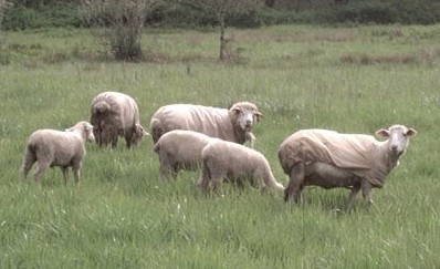 Shorn Sheep at Pasture