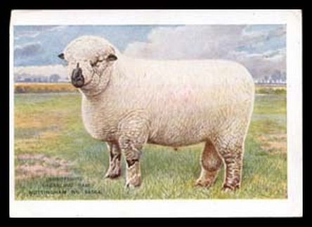 Shropshire Ram