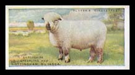 Shropshire Sheep