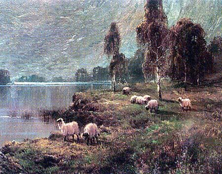 Shropshire Sheep in Pasture