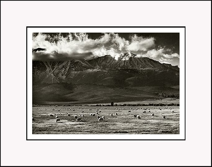 Sierra Grazing Sheep