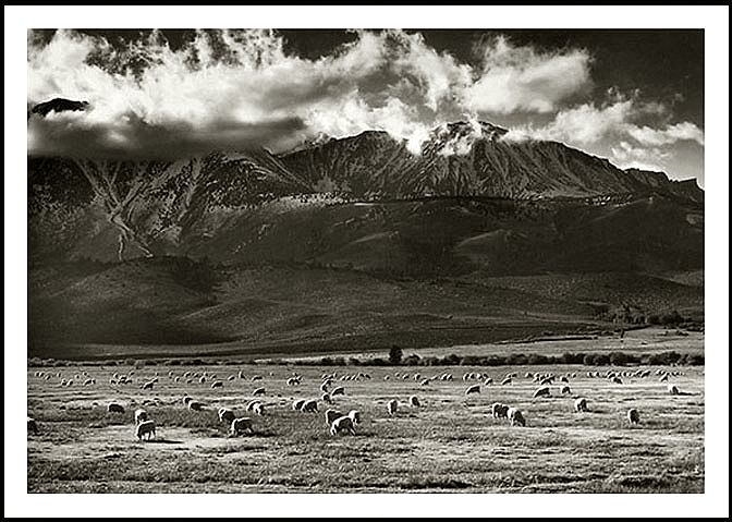 Sierra Sheep Grazing