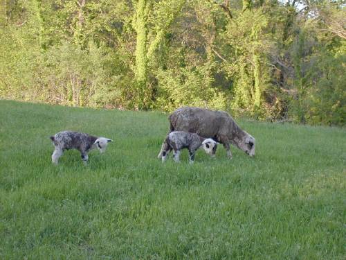 Silver Ewe with Twins