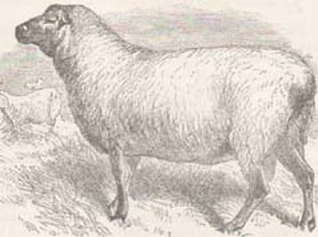 Single Sheep Woodcut
