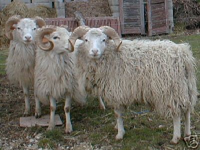 Skudden Sheep