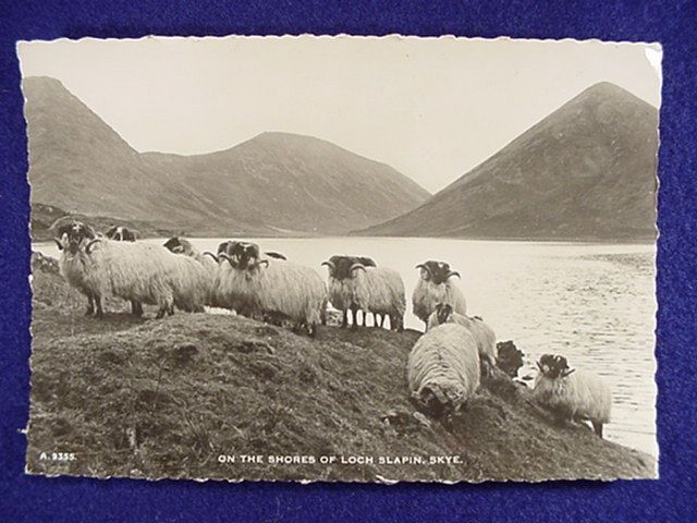 Skye Blackface Sheep