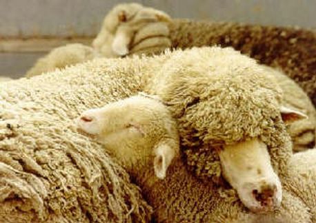 Sleeping Ewe and Lamb