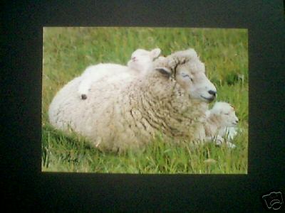 Sleeping Ewe with Twins