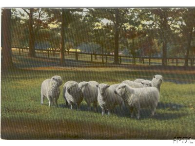 Small Flock of Oxford Sheep