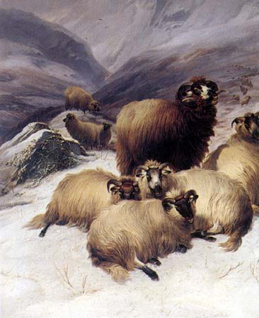 Small Flock of Sheep in the Snow