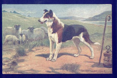 Smooth Coated Collie with Sheep