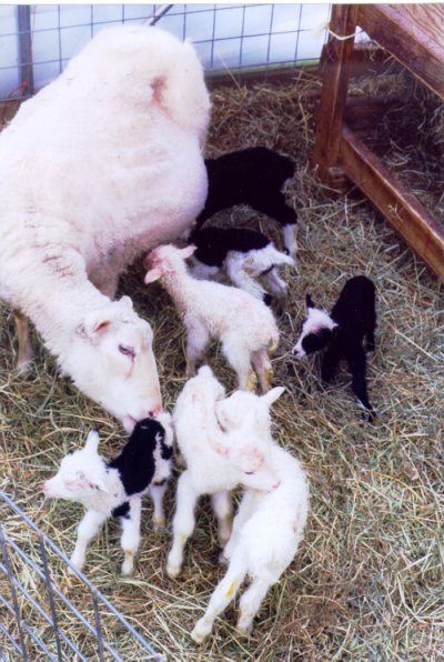 Snowbird with Septuplets