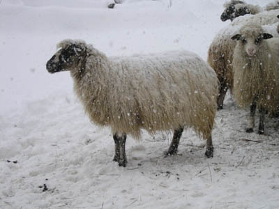 Snowing Sheep