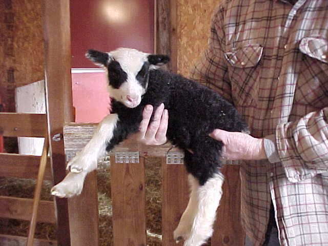 Sokket Shetland Lamb