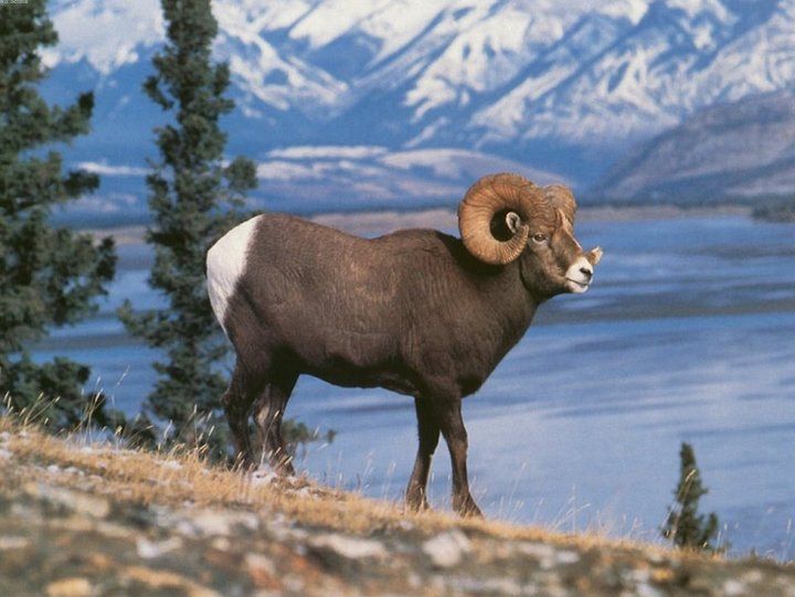 Solitart Big Horn Ram