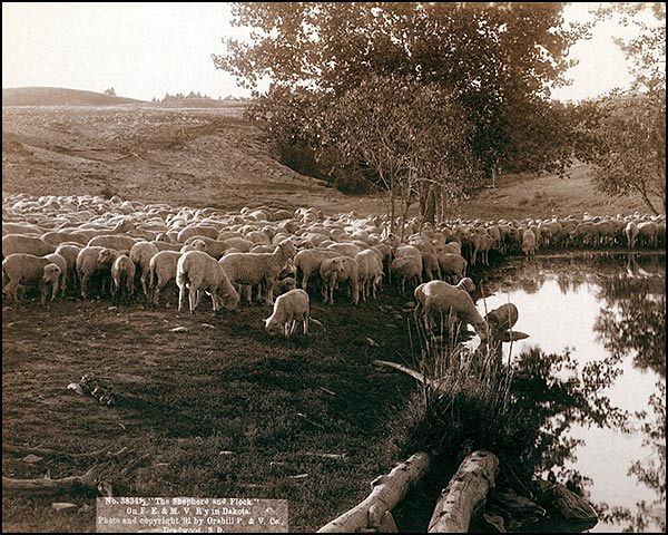 South Dakota Sheep Flock Old West 1891