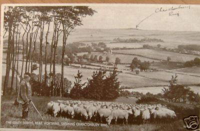 South Down Sheep