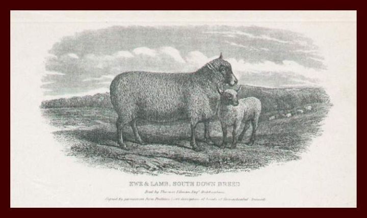 Southdown Ewe and Lamb