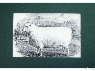 Southdown Shearling Ram