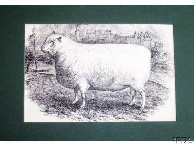 Southdown Shearling Ram1