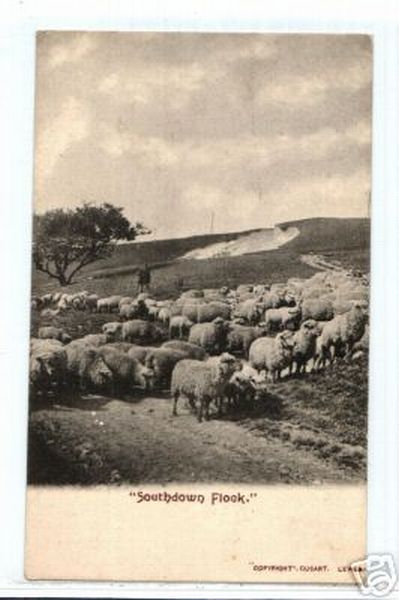 Southdown Shepherd Flock of Sheep Sussex