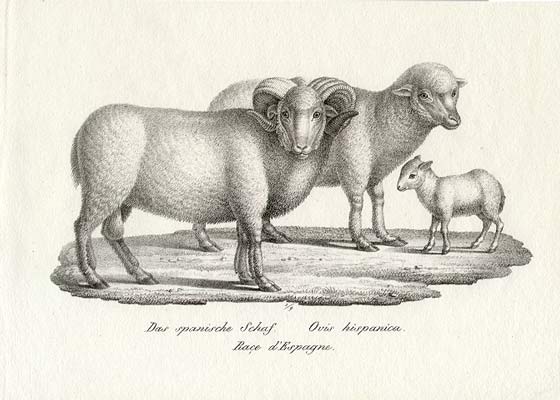 Spanish Sheep in 1827