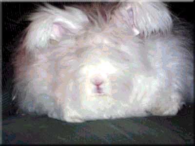 Spectacular Snow Storm Angora