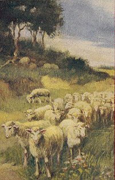 Splendid Sheep Postcard