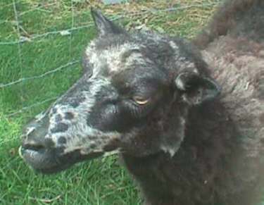 Sponget Shetland Ewe