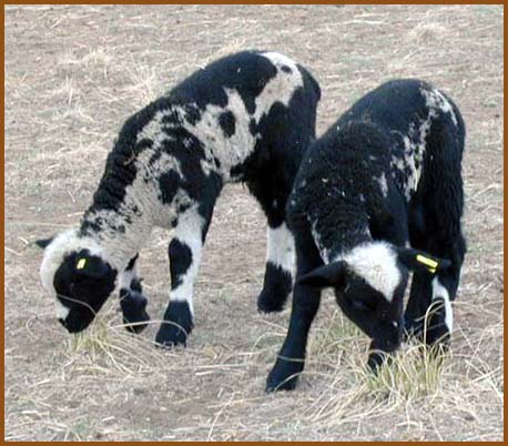 Spotted Corridale Lambs