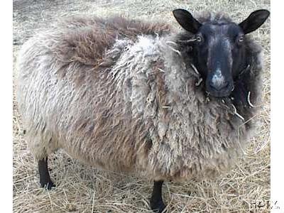 Spring Ewe