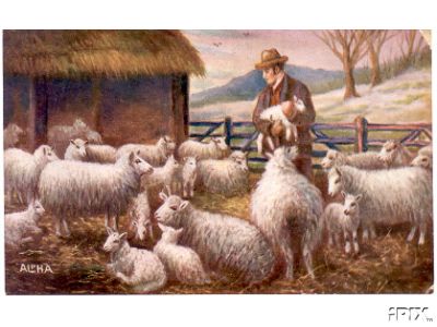 Spring Lambing