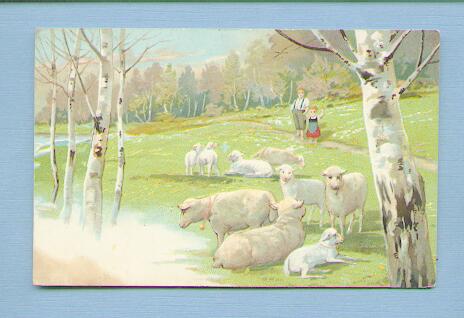 Spring Sheep By Water