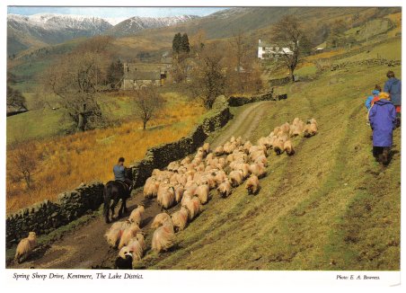 Spring Sheep Drive Kentmere Lake District