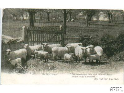 Spring Sheep Postcard