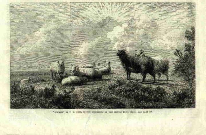 Steel Engraving of 9 Sheep