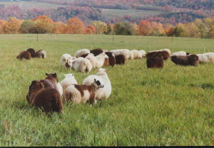 Still Meadow Finn Flock