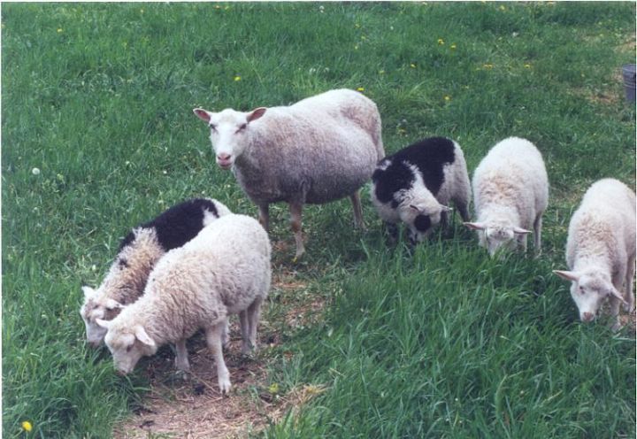 Stillmeadow Blamb Finn Ewe with Quints