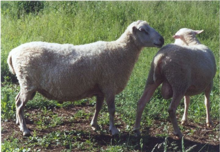 Stillmeadow Wlamb Two Finn Ramb Lambs