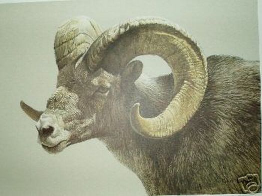 Stone Sheep Ram Bateman